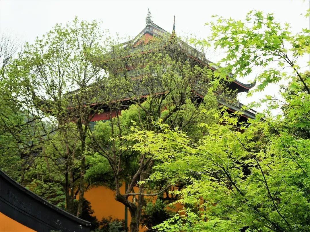 觀點 | 保護環境——克服欲望與貪婪 (下)