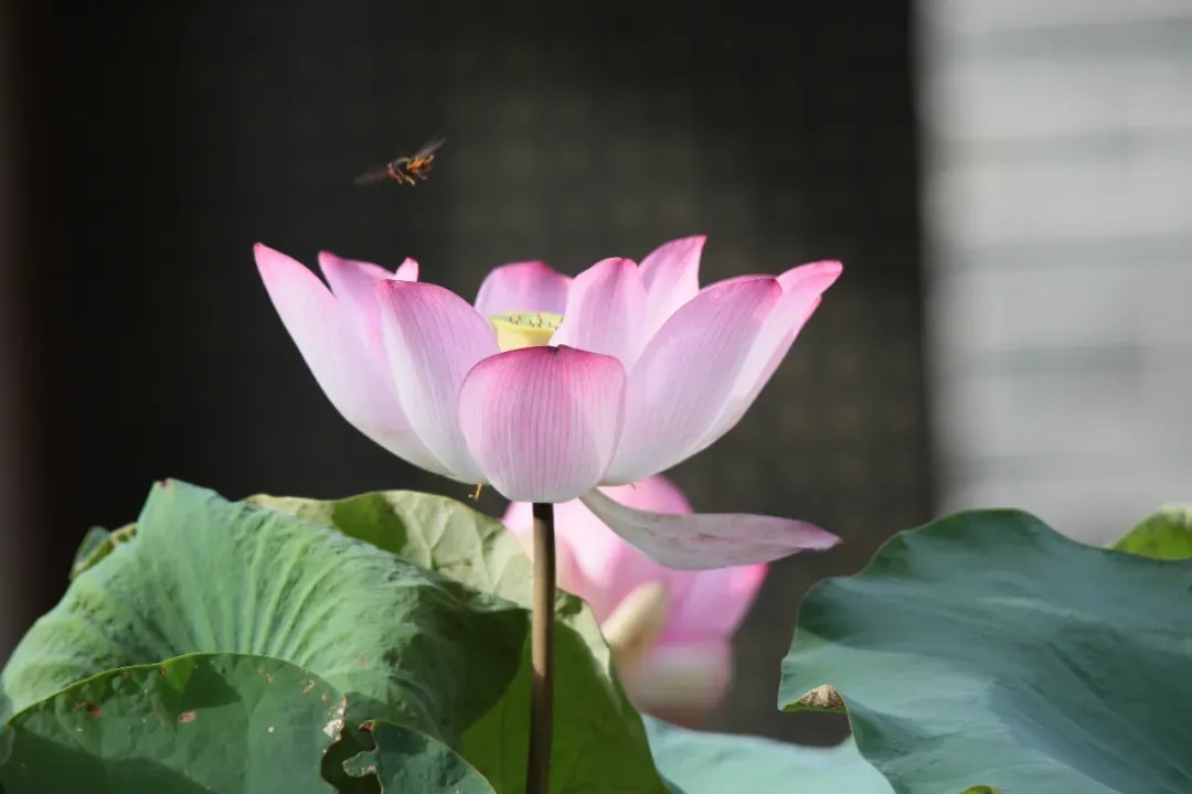 《大乘廣五蘊論》的情緒管理（六）