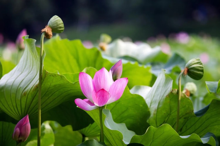 何為「戒體」