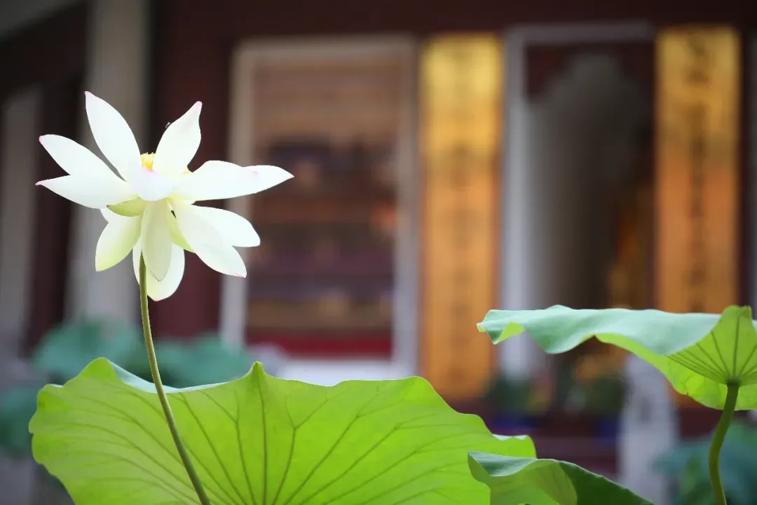 《大乘廣五蘊論》的情緒管理（四）