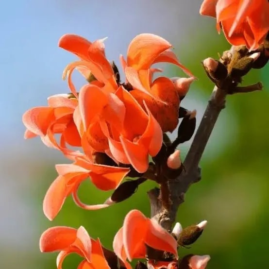 佛典中的香華異草｜波羅奢、鬱金、紅花與曼陀羅的故事