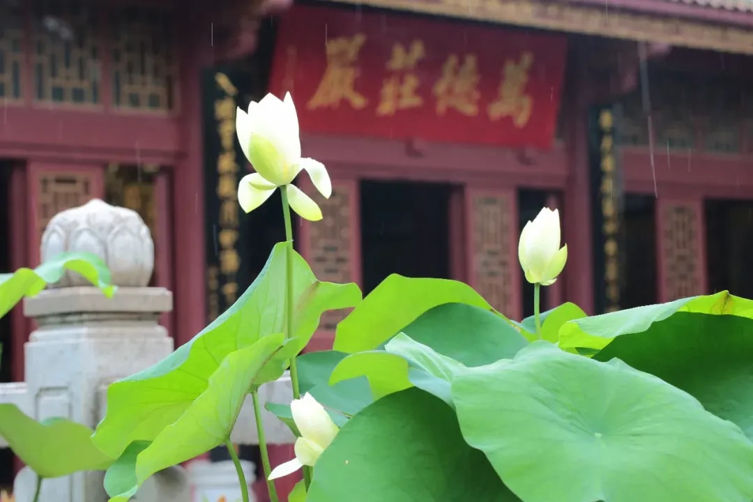 《大乘廣五蘊論》的情緒管理（五）