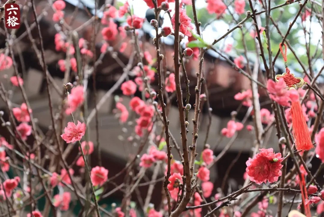 繁花皆般若 春色喻佛法