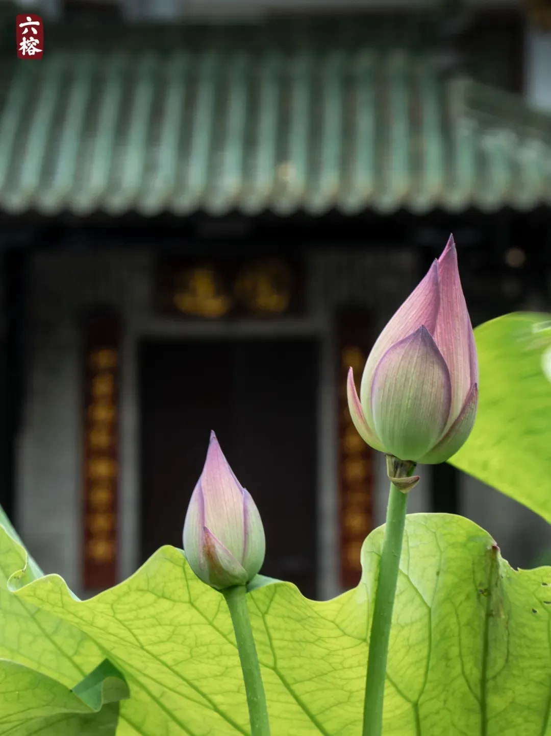 常於事後才發覺被習氣所轉 當如何對治？