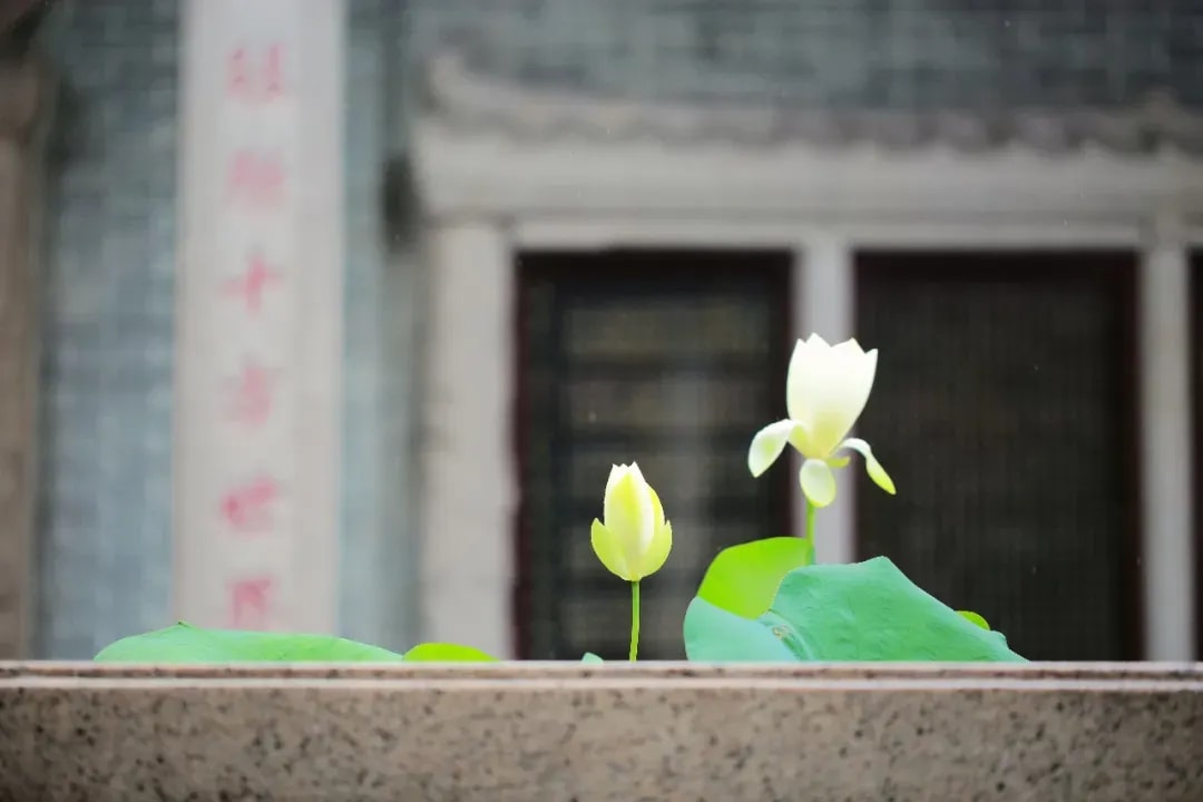 《大乘廣五蘊論》的情緒管理（三）