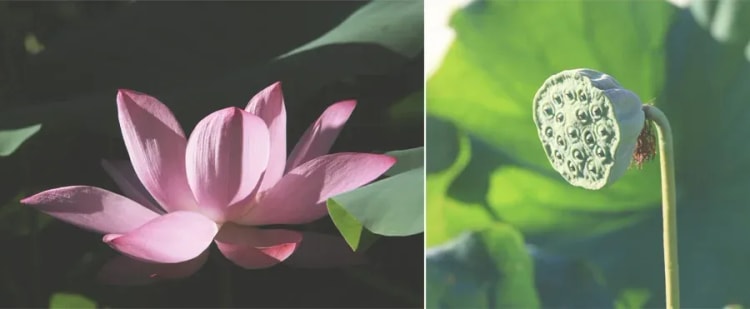 花開見果