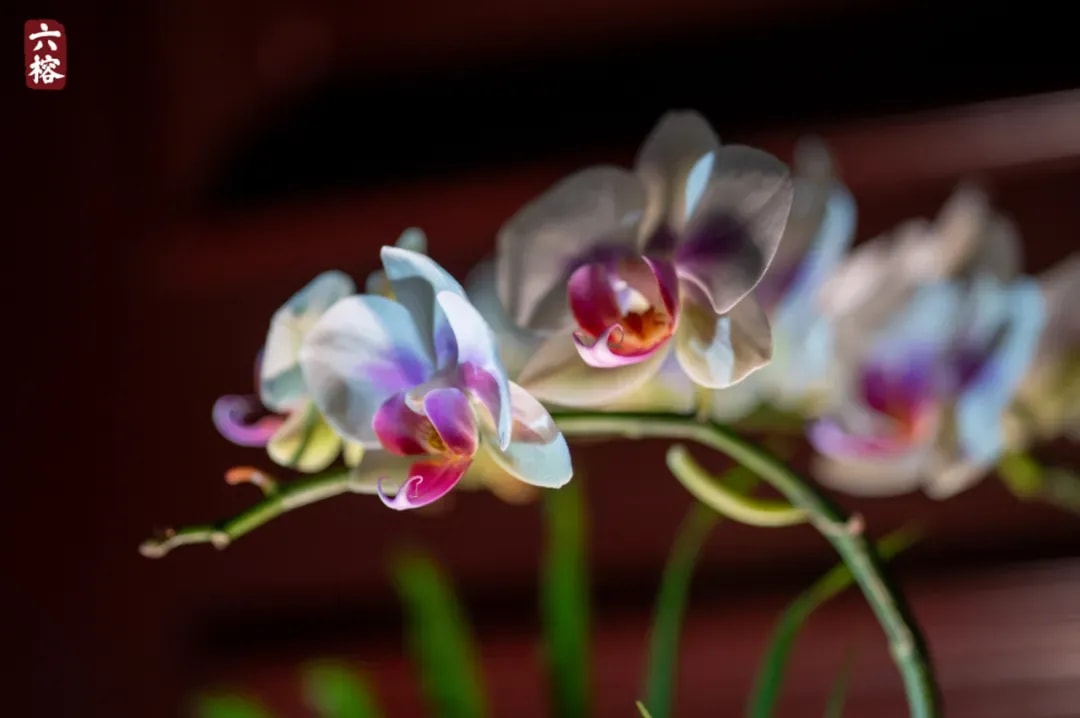 草木有佛性吗？