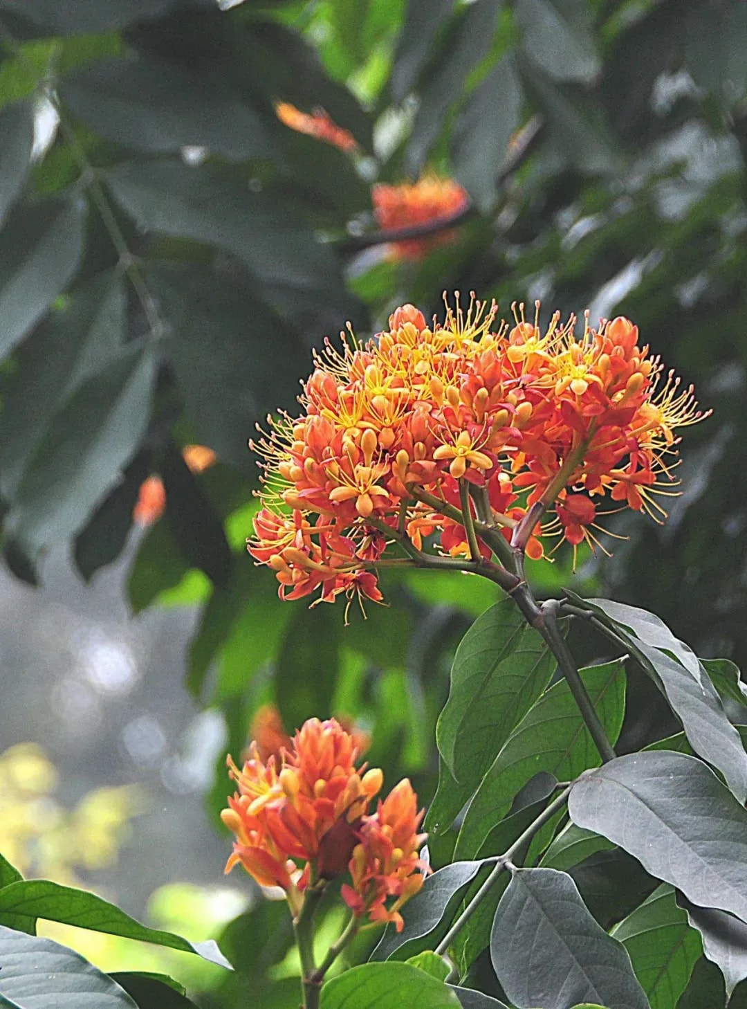 樹木為道場  風吹亦禪音 佛教中的聖樹與法緣