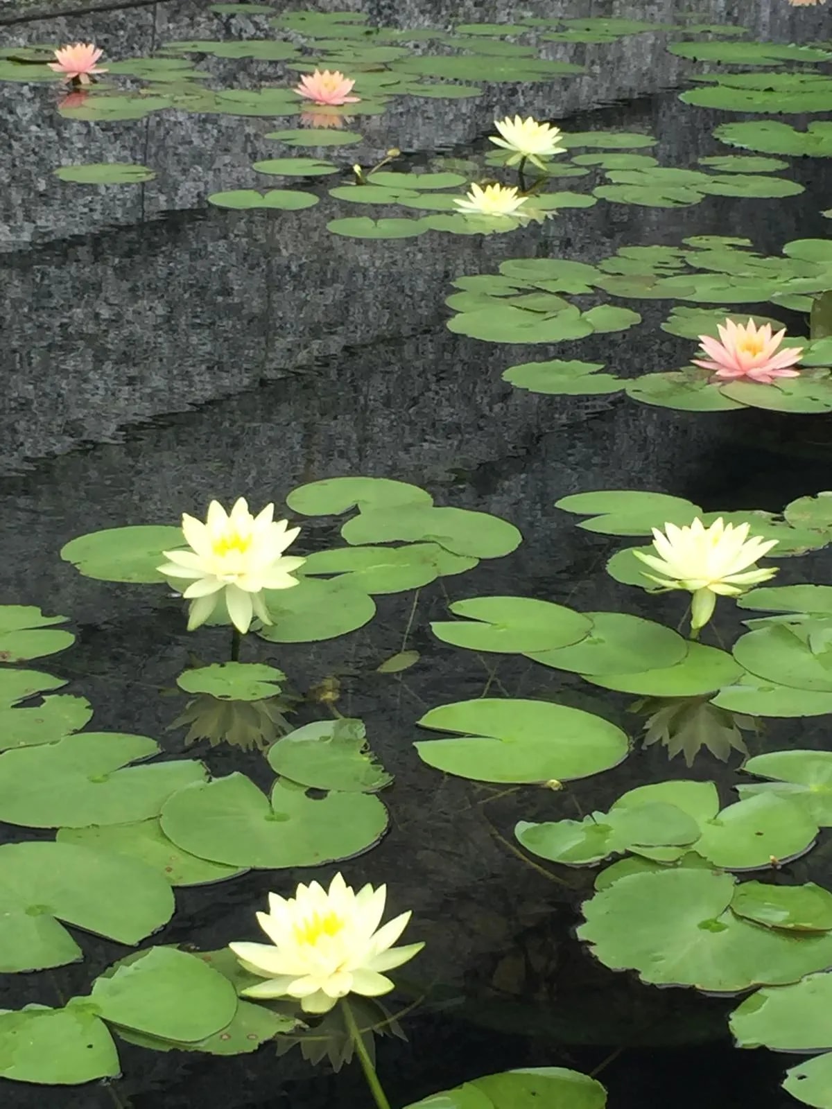 何谓将错就错 西方极乐？