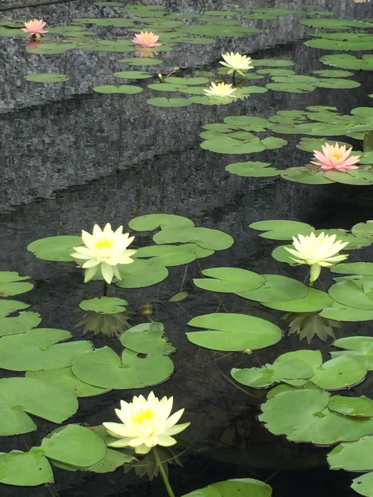 何謂將錯就錯 西方極樂？