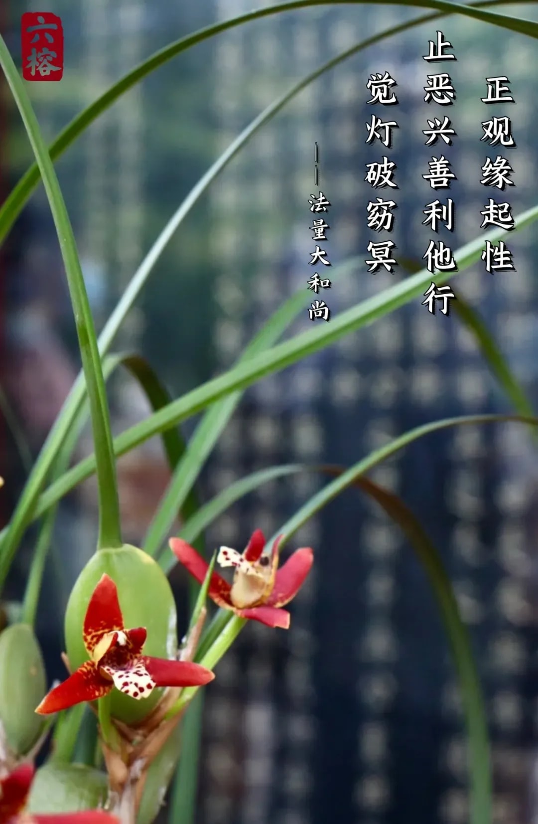 如幻观 | 止恶兴善利他行