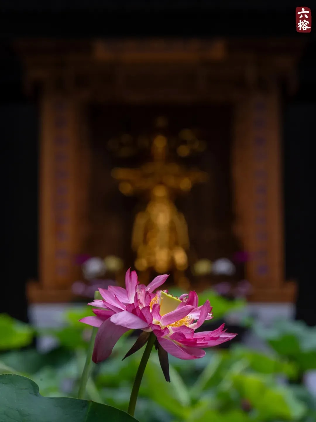 我们常说习气障碍修行  那么「习气」到底是甚么呢？