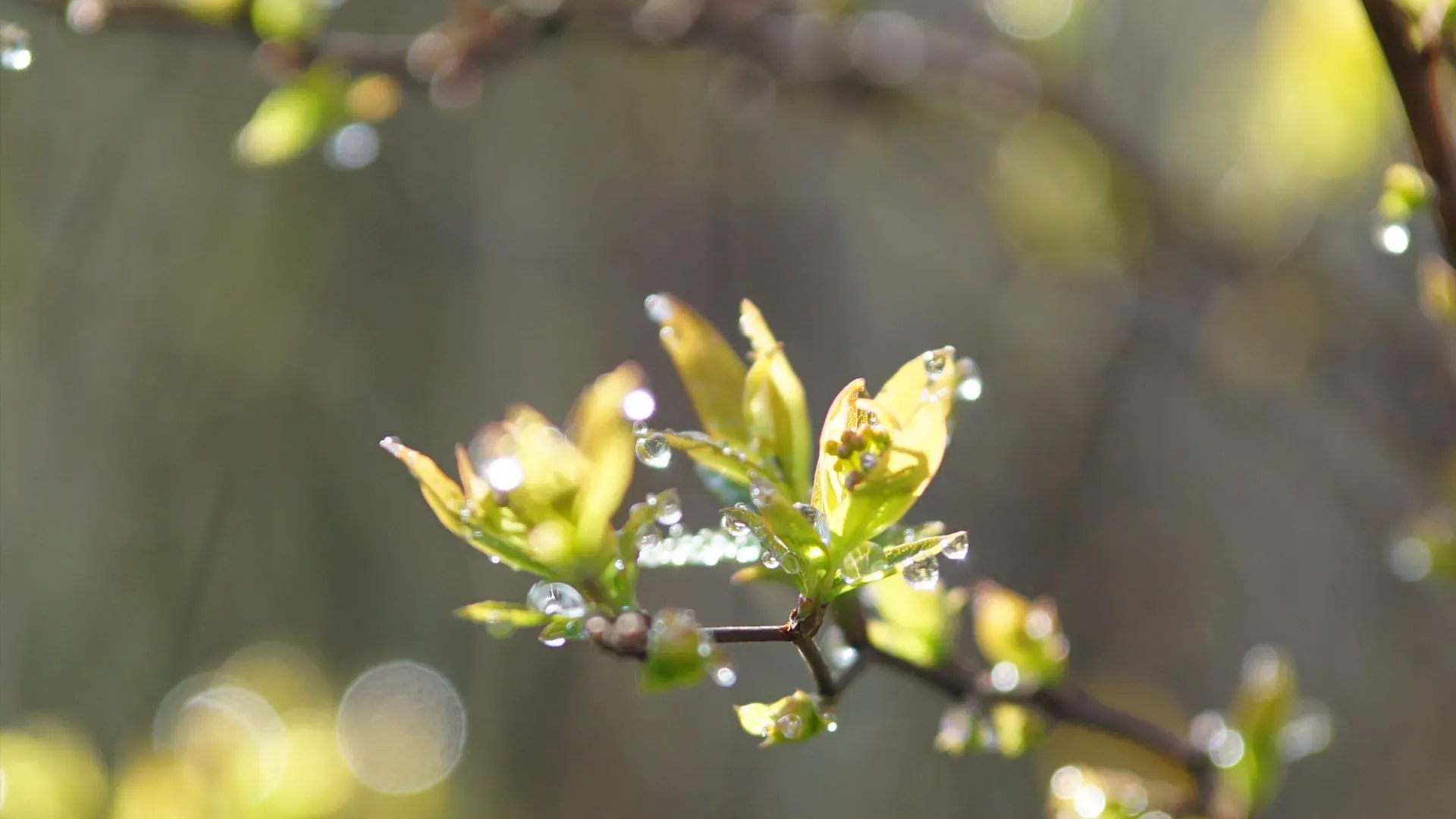 大乘經典《藥師經》